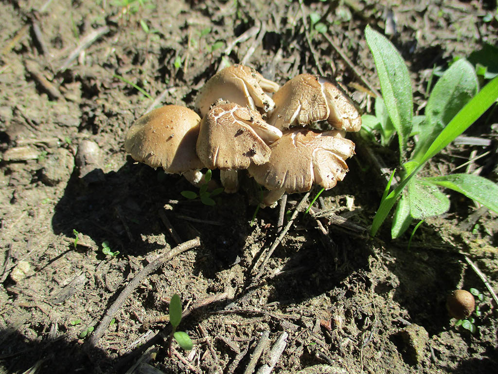 Aiuto determinazione